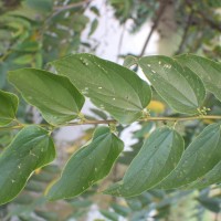 Trema orientale (L.) Blume